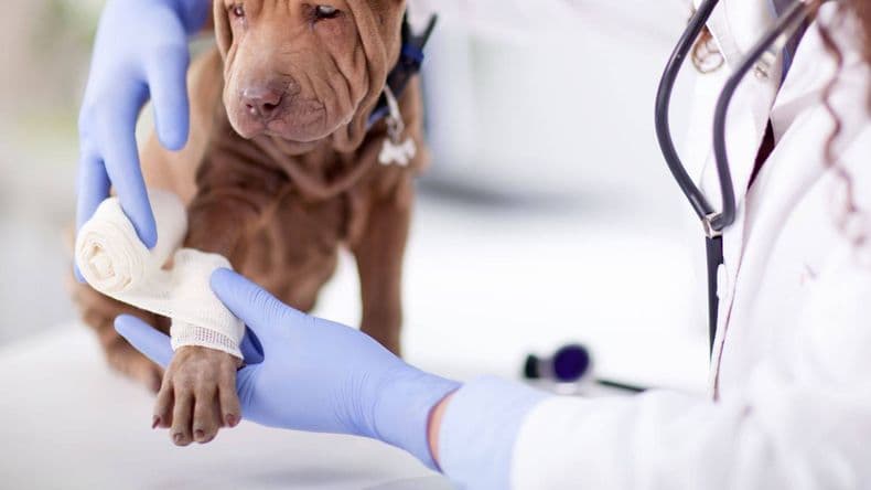 Guardias veterinarias en Pergamino: ¿Cuál es el cronograma de mayo?
