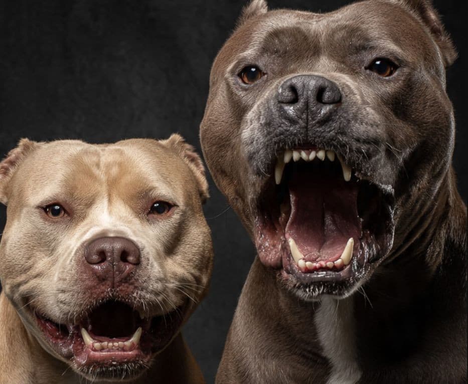 Dos perros pit bull mordieron gravemente a un hombre en el barrio San José