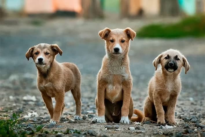 Más allá del Día Mundial del Perro: las distintas fechas que celebran a esta mascota