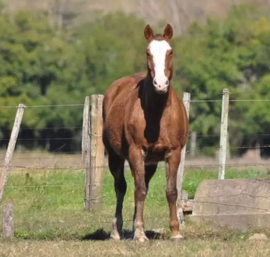 Robó dos garrafas en la casa de la ex; intentó apoderarse de un caballo y rompió una puerta del Hospital