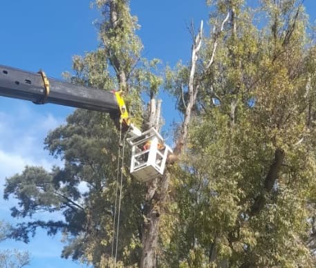 Poda preventiva en el Paseo Ribereño: retiran ramas secas y dañadas de los eucaliptos