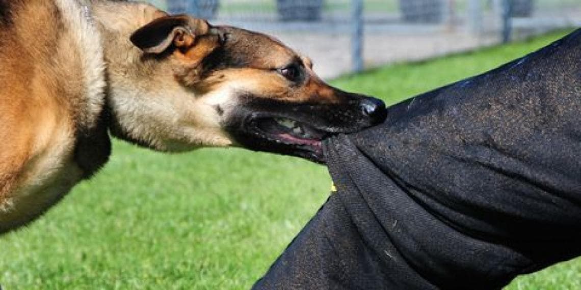 Desafío de la tenencia responsable: perros “potencialmente peligrosos” bajo control