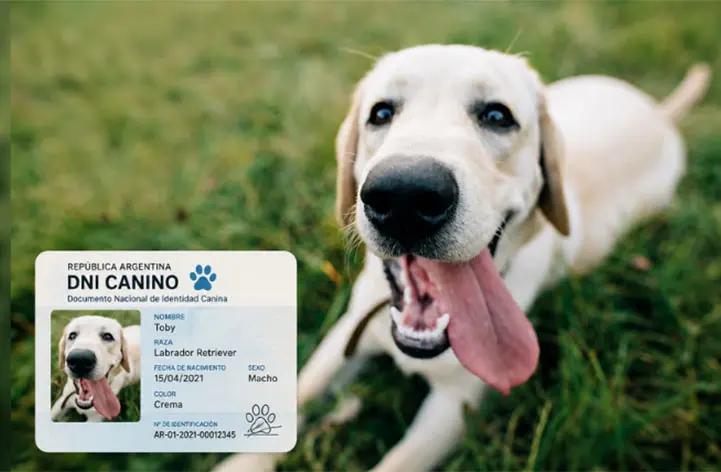 ¿En qué municipio comenzó a regir el DNI obligatorio para mascotas?