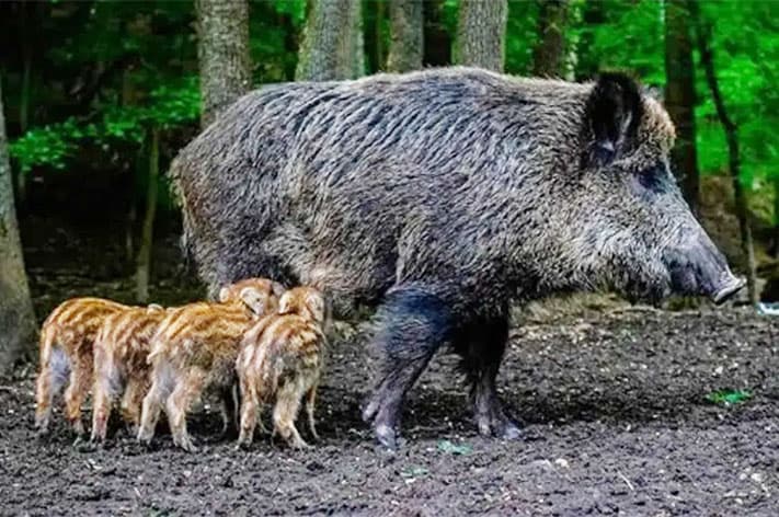 Jabalí europeo: avanza en el campo y se acerca a poblados bonaerenses
