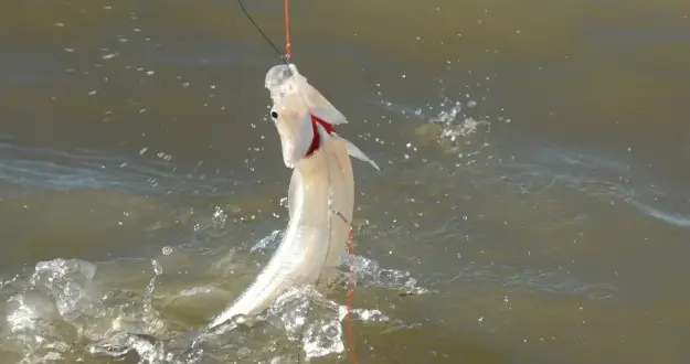 Pejerrey: comienza la veda de la pesca deportiva en la Provincia de Buenos Aires