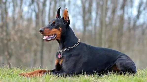 Refuerzan el llamado a los dueños de perros potencialmente peligrosos para evitar que circulen sueltos por la ciudad