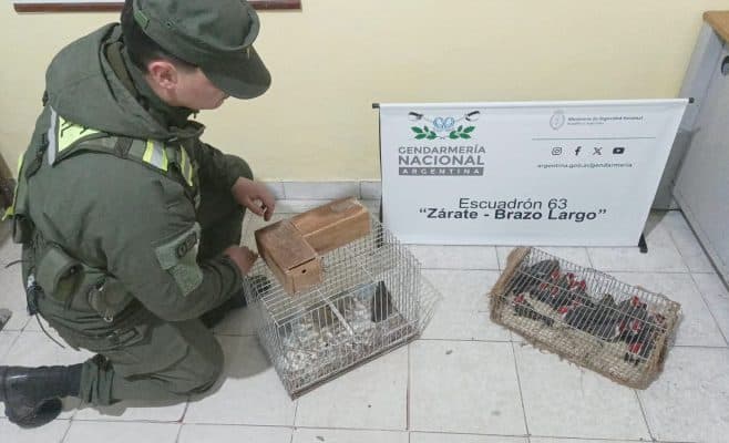 Zárate: rescataron 18 aves silvestres que eran trasladadas enjauladas