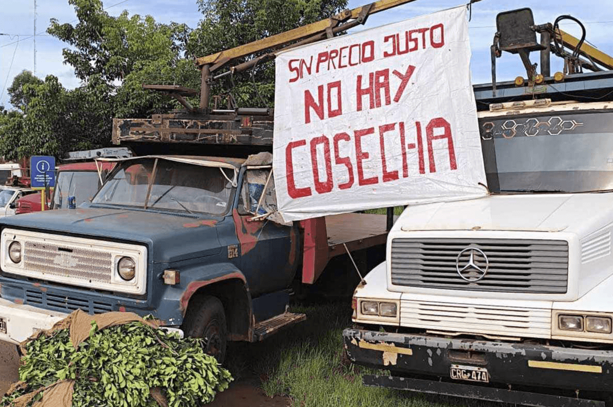 Crisis yerbatera: del tractorazo a Milei en Iguazú al precio sostén que debate Misiones, radiografía de un sector asfixiado