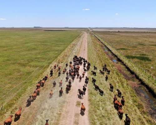 En Pergamino la hectárea agrícola ya promedia los US$ 17.900