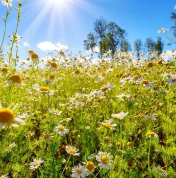 Por anticipado, Pergamino celebrará este sábado la llegada de la primavera