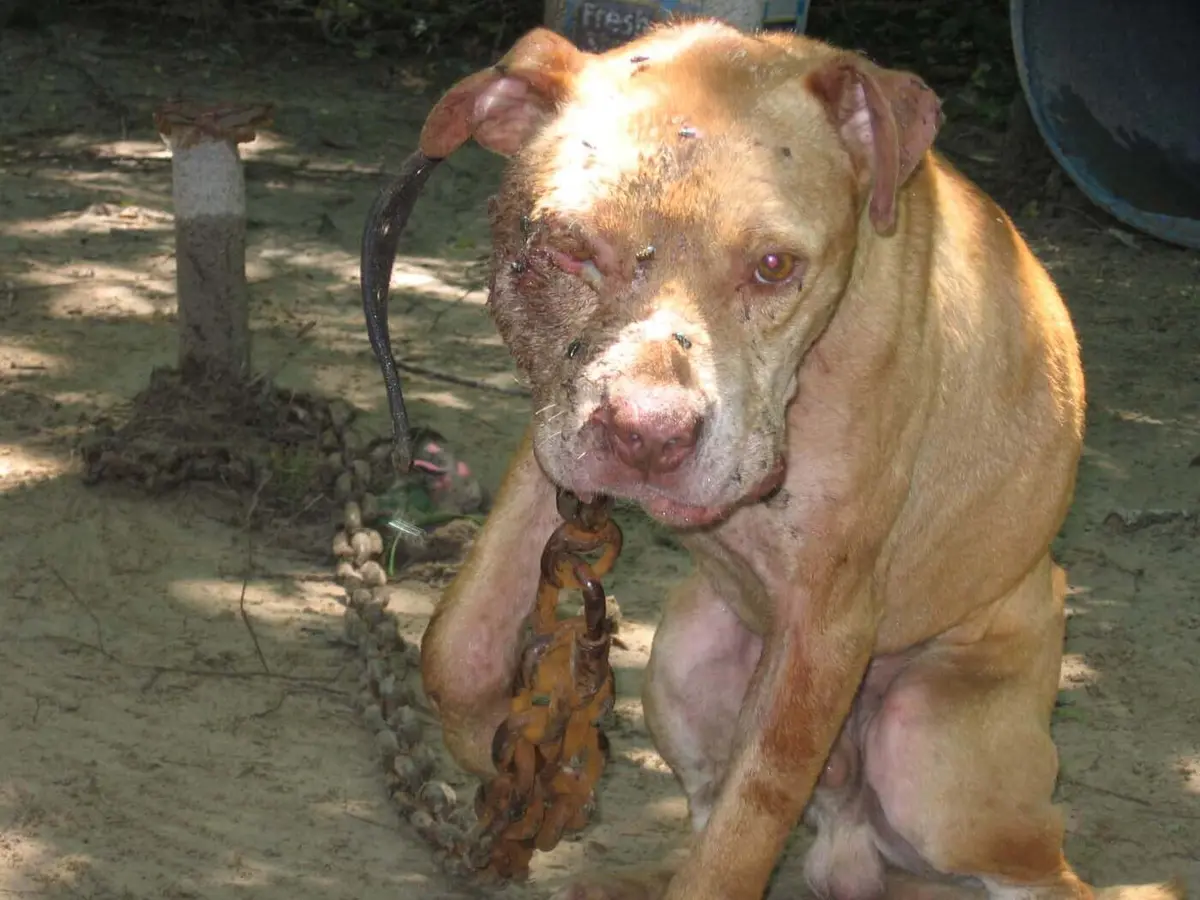 Investigan a una mujer por maltrato animal luego de rescatar un perro que estaba atado hace un año en la casa