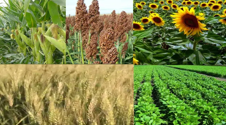 La transformación del campo en diez años: menos soja y mucha diversificación