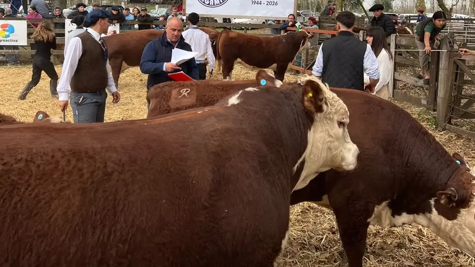 Los toros Hereford de la Escuela Agraria de Pergamino ganaron los máximos premios en la Expo Rural