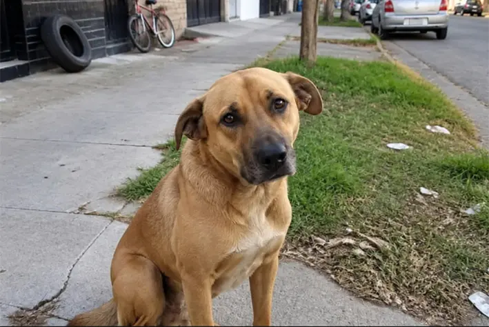 Proponen penas de hasta 60 días de arresto para que quienes maltraten a sus mascotas
