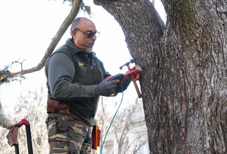 San Nicolás aplica un tratamiento para preservar los árboles de Plaza Mitre