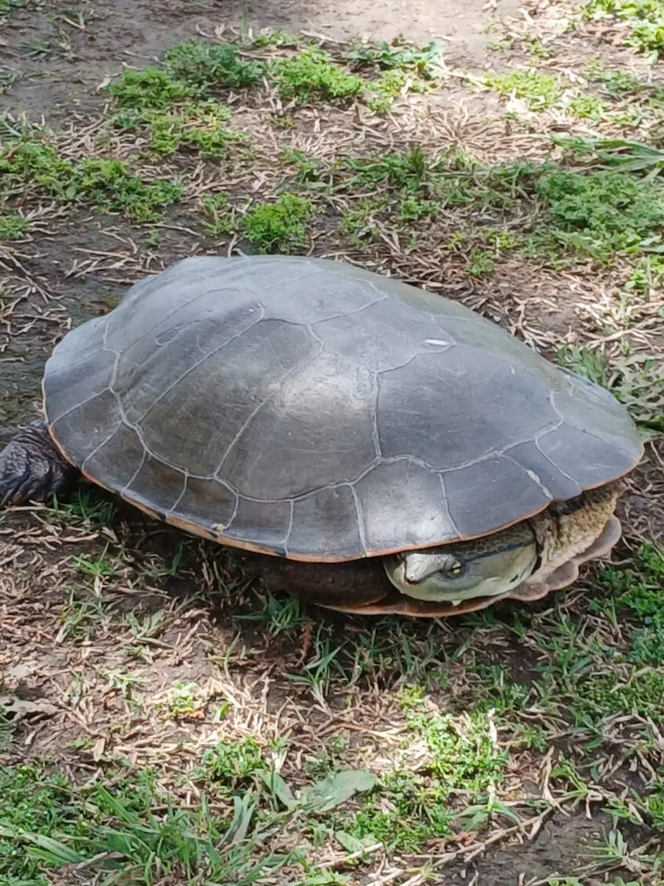 La crecida del río favorece por estos días la aparición y el avistaje de distintas especies de fauna autóctona.