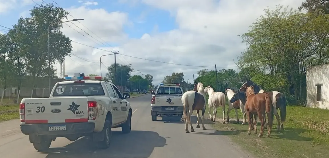Automovilistas alertaron al 911 por la presencia de caballos sueltos en avenida Ameghino