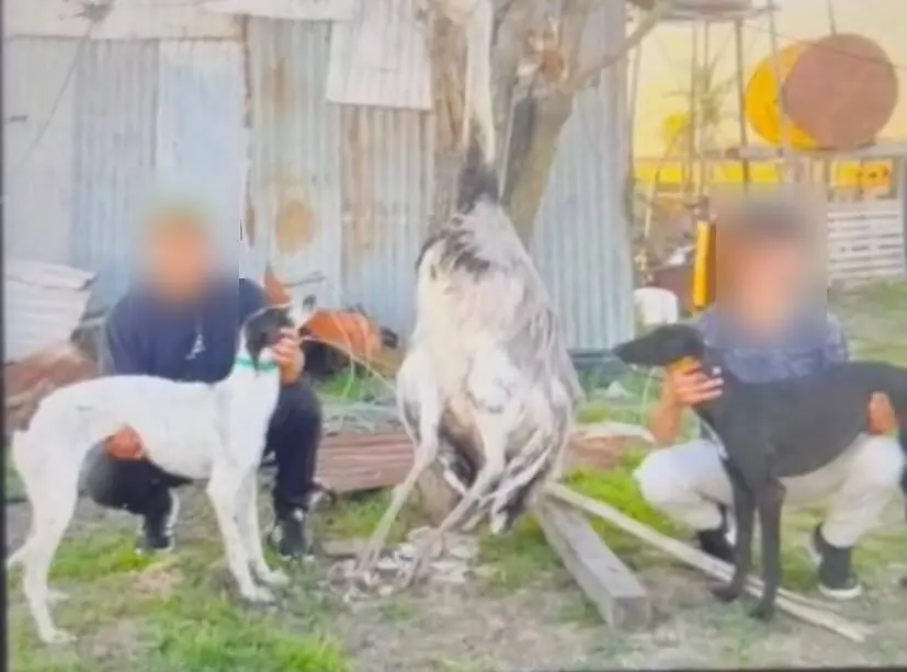 Cacería furtiva en La Violeta: rechazan la detención de los galgueros acusados de matar a un ñandú en un establecimiento rural