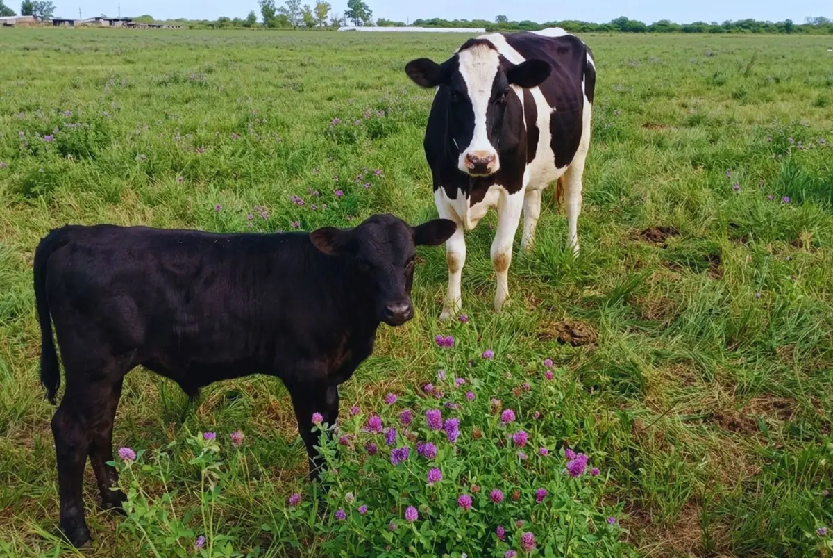 Carne desde el tambo: cruzamientos que abren una nueva oportunidad