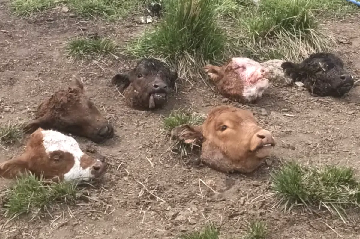 Dos ataques en treinta días, 34 animales faenados y una decisión: el productor de Olavarría que se va del campo