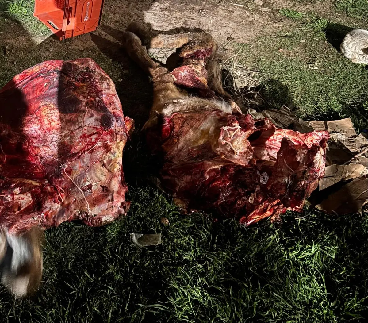 En el barrio La Latita allanaron una casa donde tenían carne de las terneras faenadas por cuatreros el fin de semana