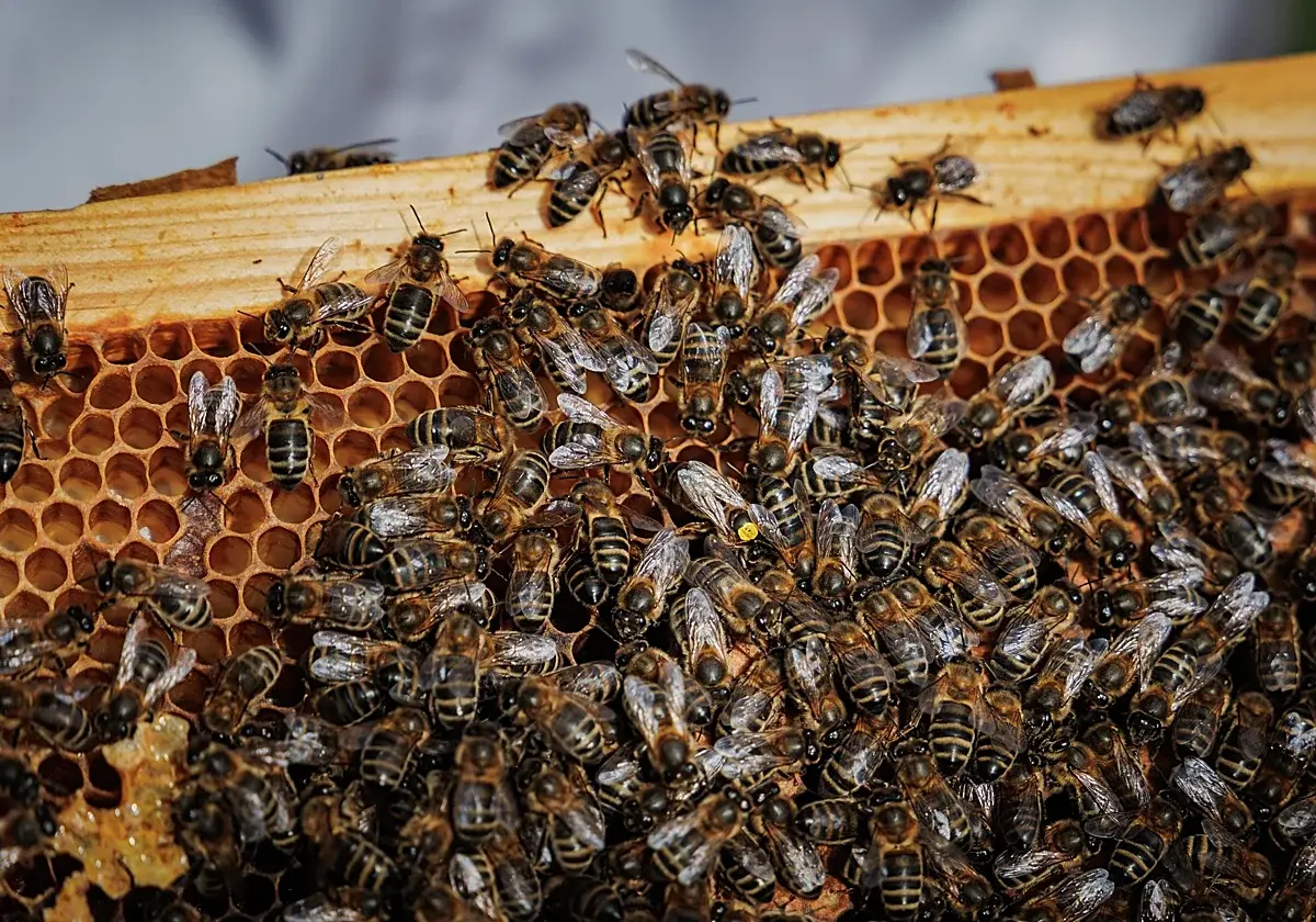 San Nicolás: Tres personas fueron picadas por abejas que escaparon de varios cajones