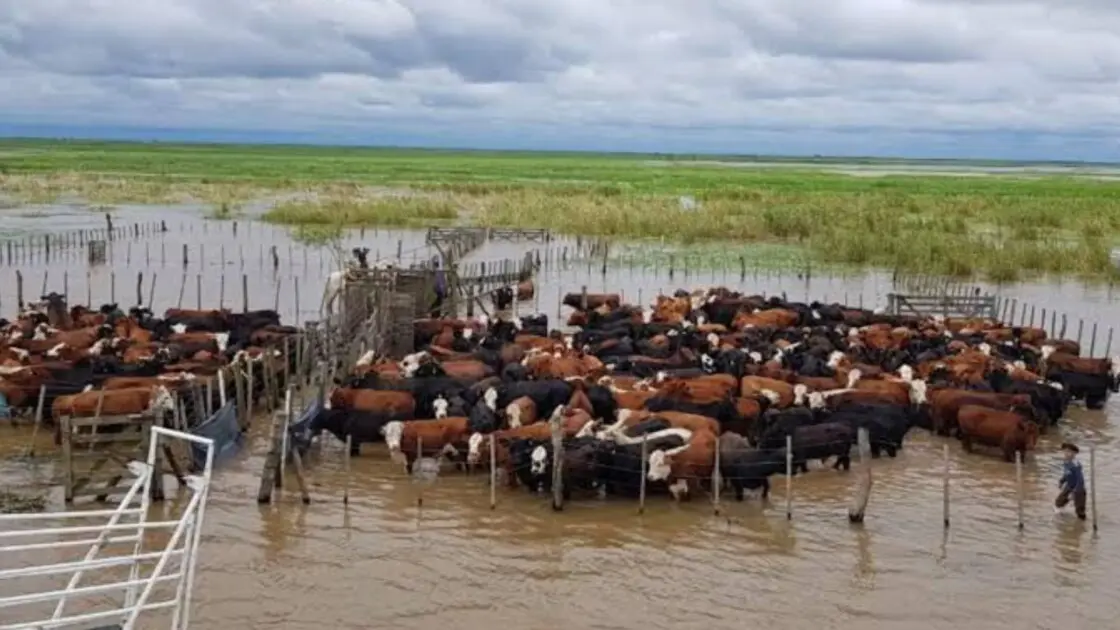 San Pedro: Crece el río Paraná y la Sociedad Rural pidió a los productores tomar precauciones