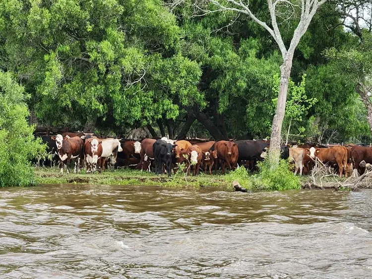San Pedro: La Sociedad Rural alertó por la crecida del Paraná y pidió precaución a los productores