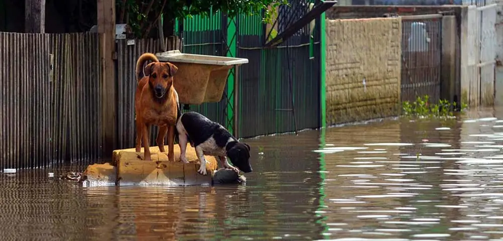 Las instalaciones del Club Atlético Paraná (Ituzaingó al 200) estarán dispuestas para el alojamiento de mascotas de vecinos alcanzados por la incidencia del fenómeno El Niño.